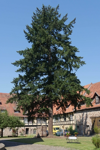 Baum Baum © Foto: Frank Becker