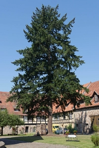 Baum Baum