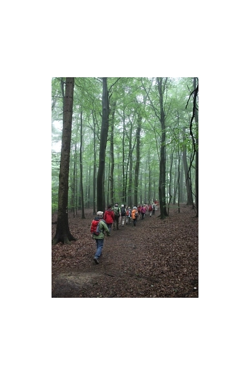 Begegnungstag Pilgerbegleiter 2015_unerwegs im Wald&nbsp;&copy;&nbsp;Pilgerweg