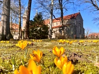 Frühlingsboten in gelb, Foto: Klaas Grensemann Frühlingsboten in gelb, Foto: Klaas Grensemann