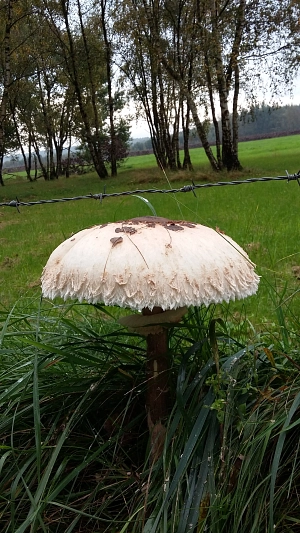 Pilz